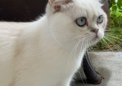 Breeding girl cat tiffany mot dom cattery