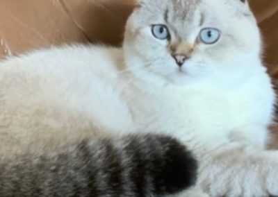 mathew our champion cat king