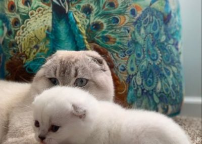 Mathew cat with his little kitten Simba