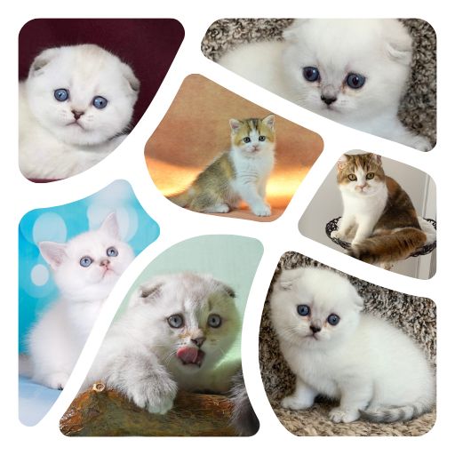 Little Scottish Fold Kittens of many different colors