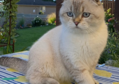 Adult scotish fold cat