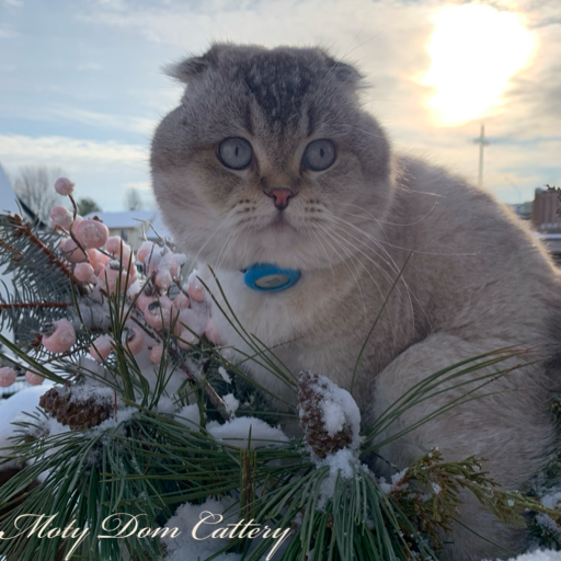 Adult scotish fold cat