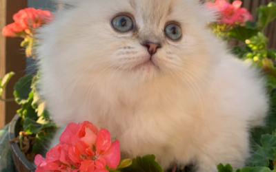 Moty Dom Scottish Fold Cattery – Review Ludovica