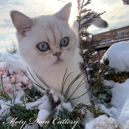 Breeding girl cat tiffany mot dom cattery