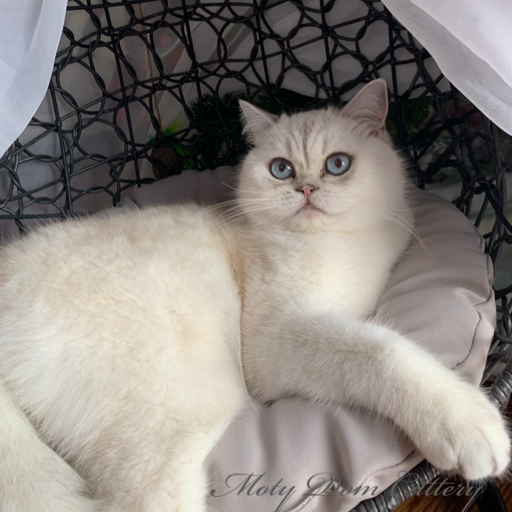 White blue eye scotish fold cat
