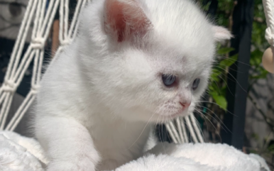 Mia