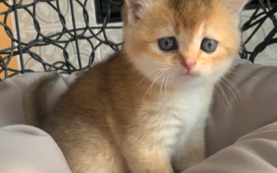 Moty Dom Scottish Fold Cattery – Review Lauren