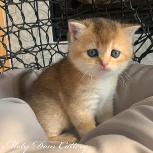 Moty Dom Scottish Fold Cattery – Review Lauren