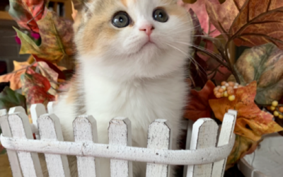 Moty Dom Scottish Fold Cattery – Review Eleanor