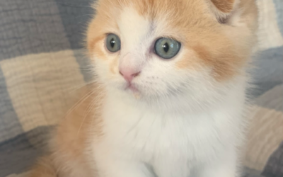 Moty Dom Scottish Fold Cattery – Review Amber