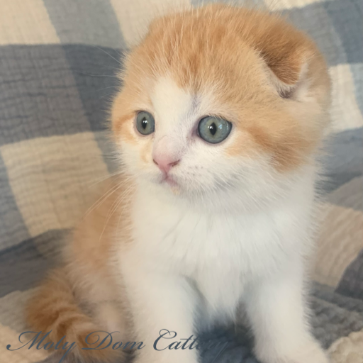 Moty Dom Scottish Fold Cattery – Review Amber