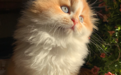 Moty Dom Scottish Fold Cattery – Review Brenda