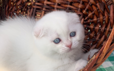 Moty Dom Scottish Fold Cattery – Review Tailor