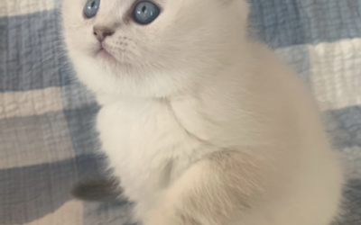 Moty Dom Scottish Fold Cattery – Review Kriss and Angel