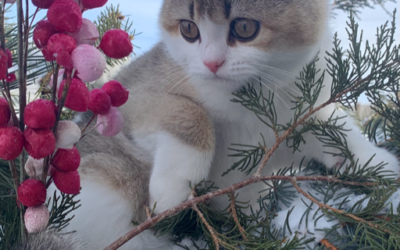 Moty Dom Scottish Fold Cattery – Review Dianna Blakely