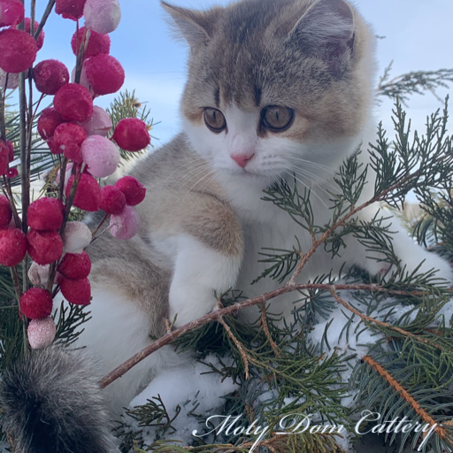 Moty Dom Scottish Fold Cattery – Review Dianna Blakely