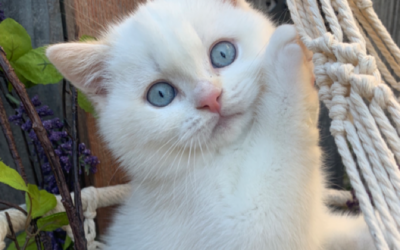 Moty Dom Scottish Fold Cattery – Review Kami