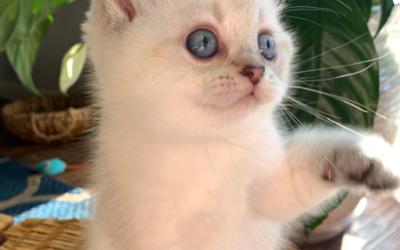 Moty Dom Scottish Fold Cattery – Review Dianna Blakely