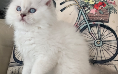 Moty Dom Scottish Fold Cattery Review – The Bloomquists