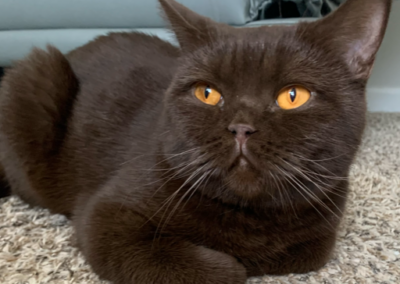 Gray-Black fur color british shorthair