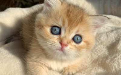 Remy