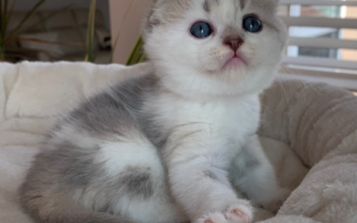 Bean