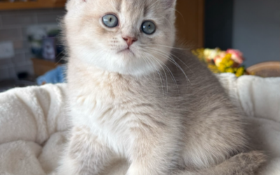 Biscuit