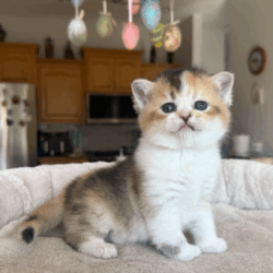 Scottish Straight shorthair Calico