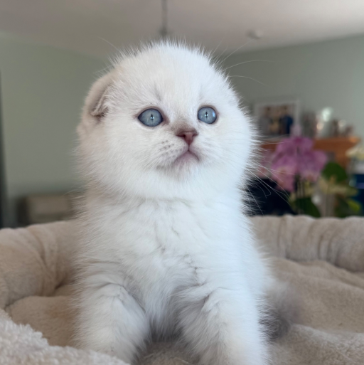 Olaf