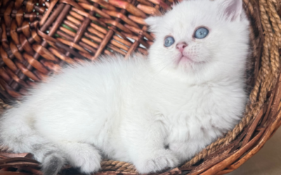 Puss