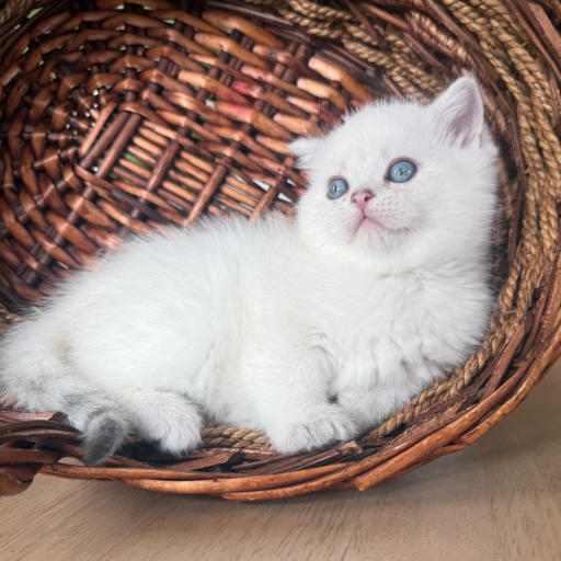 Puss