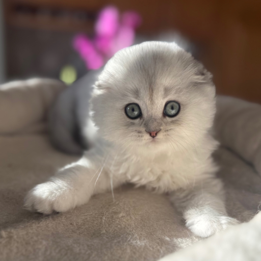 Plush