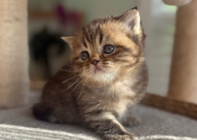 Scottish Straight male Chocolate Golden Tabby