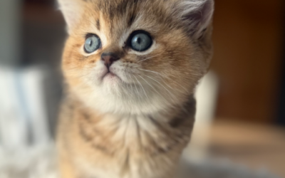 Hana
