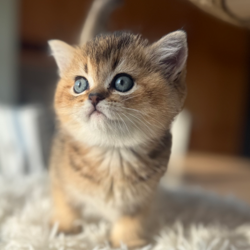 Hana