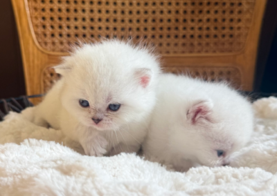 Scottish straighr silver color point female